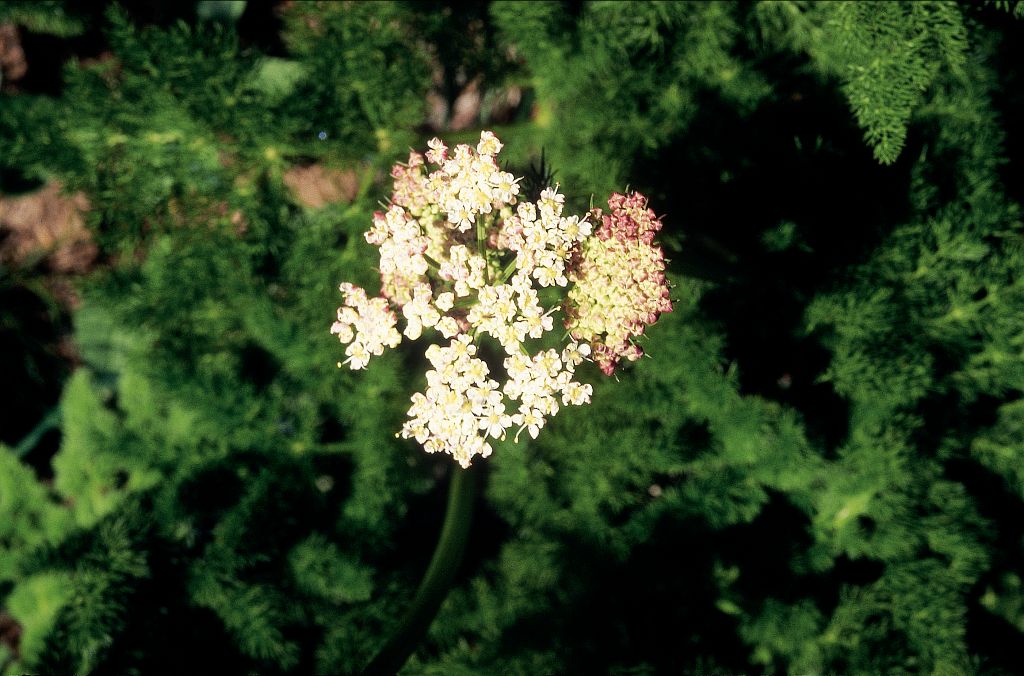 Fenouil des Alpes, Fenouil de montagne &copy; Bernard Nicollet - Parc national des Ecrins