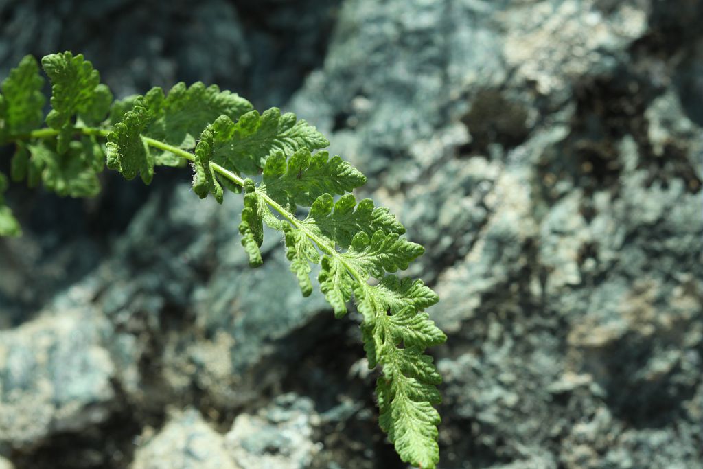 Woodsie des Alpes - Woodsia alpina - face supérieure d'une feuille &copy; Cédric Dentant - Parc national des Ecrins