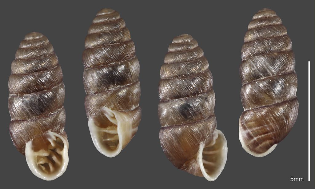 Maillot seigle - Collection malacologique du Parc national des Ecrins &copy; Claude et Amandine Evanno - Parc national des Ecrins