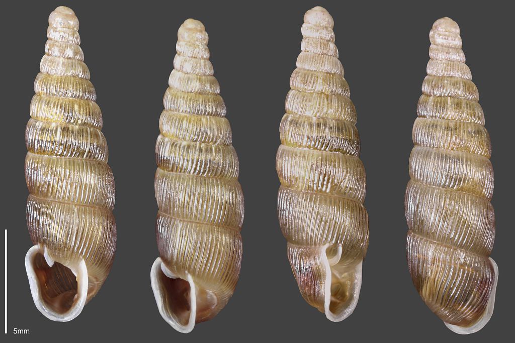 Clausilie naine - Collection malacologique du Parc national des Ecrins &copy; Claude et Amandine Evanno - Parc national des Ecrins