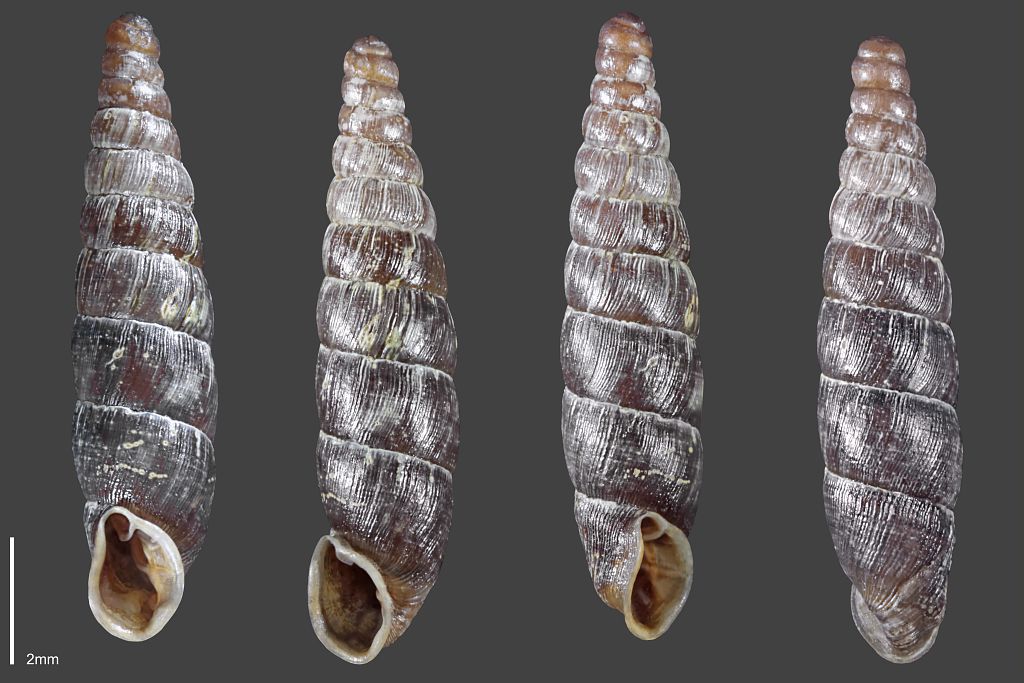 Clausilie commune - Collection malacologique du Parc national des Ecrins &copy; Claude et Amandine Evanno - Parc national des Ecrins