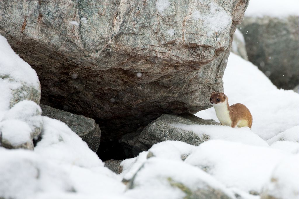 Premières neiges au glacier Blanc : une hermine encore en pelage d'été &copy; Pascal Saulay - Parc national des Ecrins