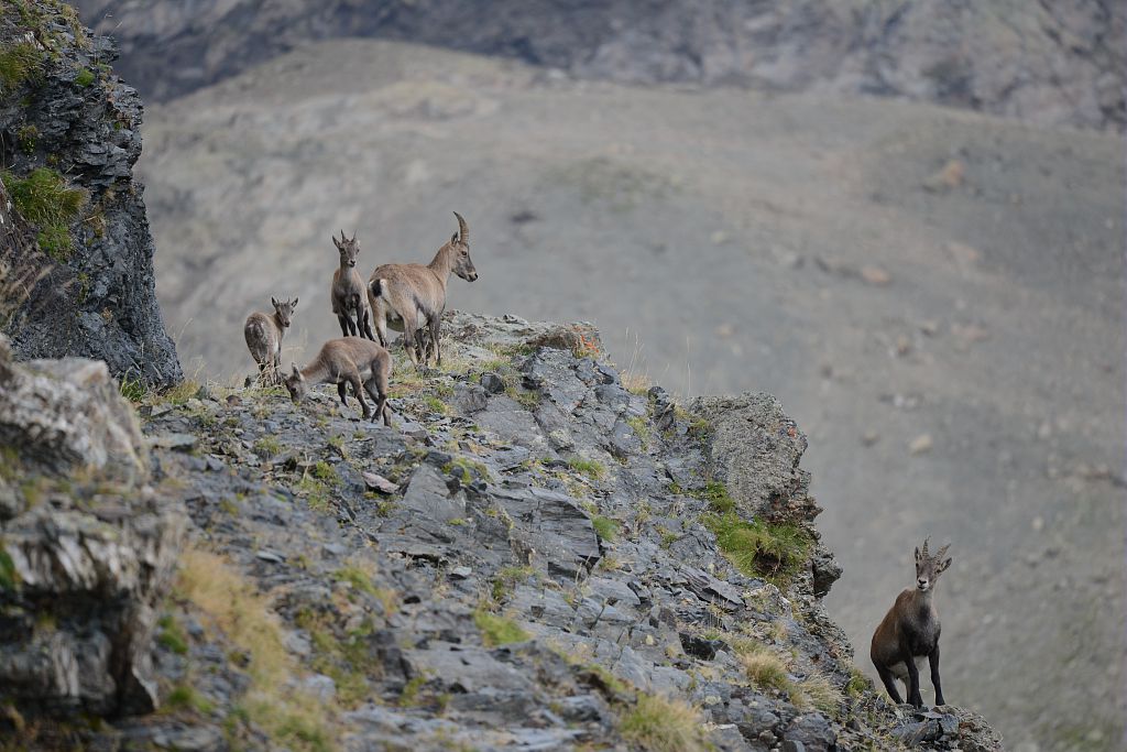 étagnes (femelles) et cabris de Bouquetin des Alpes &copy; Rodolphe Papet - Parc national des Ecrins