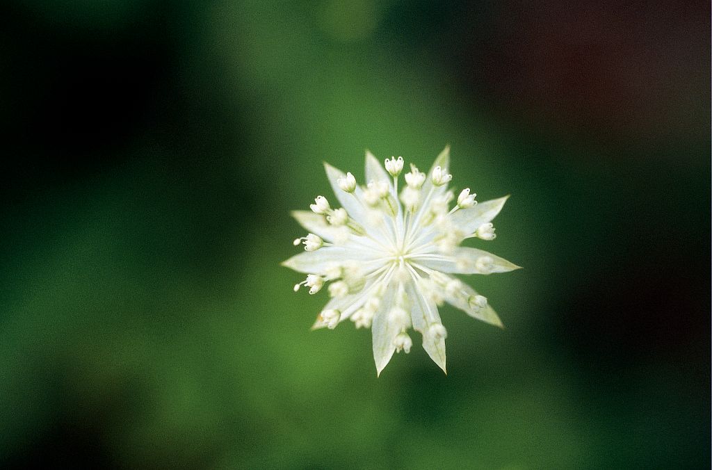 Petite Astrance, Sanicle de montagne &copy; Bernard Nicollet - Parc national des Ecrins