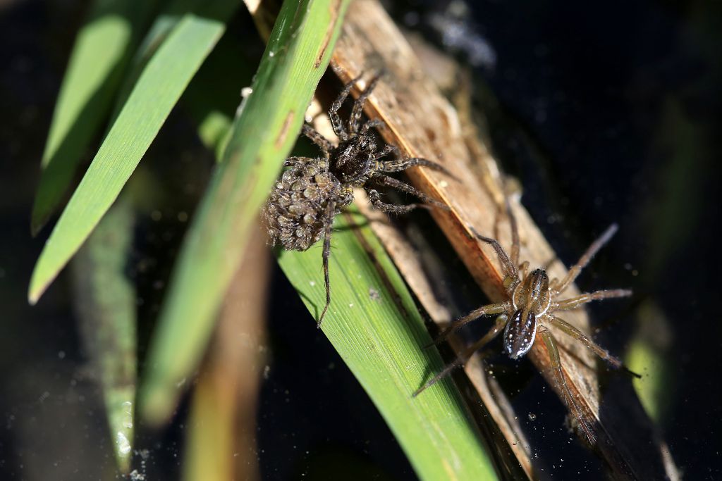 Pirata piraticus - Pirate commune - femelle avec ses petits sur le dos &copy; Marc Corail - Parc national des Ecrins