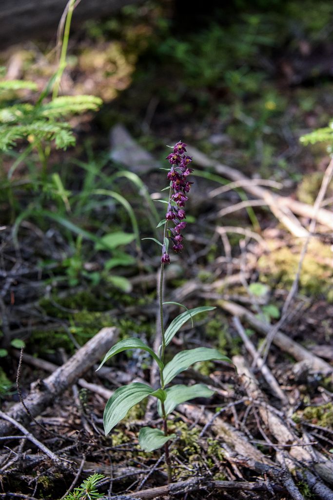 Épipactide rouge sombre - Epipactis atrorubens | Biodiv'Écrins - Parc ...