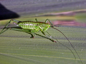 Leptophye ponctuée © Blandine Delenatte - Parc national des Ecrins