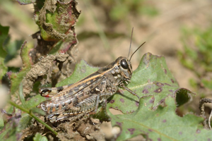 Caloptène provençal © Mireille Coulon - Parc national des Ecrins