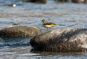 Bergeronnette des ruisseaux © Mireille Coulon - Parc national des Ecrins