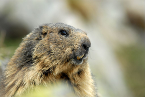 Marmotte au printemps au Saut du Laire - Prapic © Rodolphe Papet - Parc national des Ecrins
