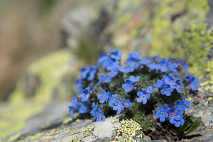Éritriche nain © Thierry Maillet - Parc national des Ecrins