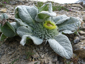 Bérardie laineuse © Cyril Coursier - Parc national des Ecrins