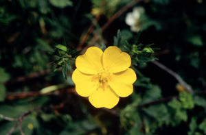 Potentille du Dauphiné © Bernard Nicollet - Parc national des Ecrins