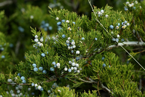 Genevrier sabine, sabine, Genévrier fétide © Cédric Dentant - Parc national des Ecrins