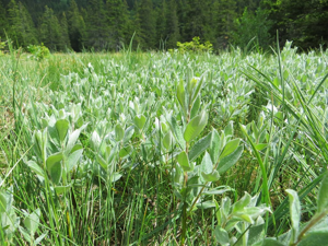 Saule glauque - site Natura 2000 © Parc national des Ecrins