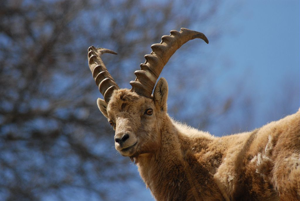 Jeune bouquetin mâle © Rodolphe Papet - Parc national des Ecrins