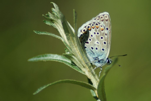 Azuré de l'Adragant (L'), Azuré du Plantain (L'), Azuré d'Escher (L'), Argus bleu ciel (L') © Donovan Maillard - Parc national des Ecrins
