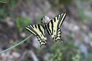 Alexanor © Marie-Geneviève Nicolas - Parc national des Ecrins