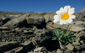 Marguerite des Alpes, Leucanthémopsis des Alpes © Marc Corail - Parc national des Ecrins