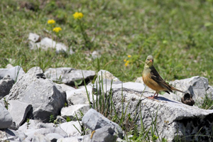 Bruant ortolan © Pascal Saulay - Parc national des Ecrins