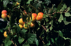 Prunier de Briançon, Prunier des Alpes © Bernard Nicollet - Parc national des Ecrins