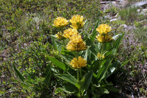 Gentiane ponctuée - lac Fourchu - Ornon - Oisans © Robert Chevalier - Parc national des Ecrins