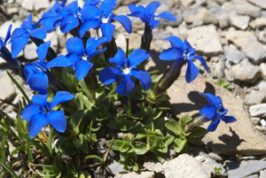 Gentiane à feuilles orbiculaires © Cédric Dentant - Parc national des Ecrins