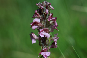 Pédiculaire à bec en épi © Cédric Dentant - Parc national des Ecrins