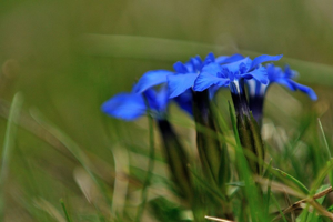 Gentiane printanière © Mireille Coulon - Parc national des Ecrins