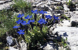 Gentiane de Bavière © Bernard Nicollet - Parc national des Ecrins