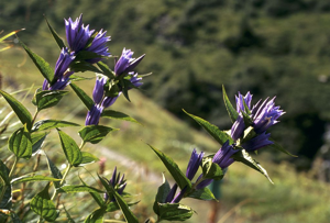 Gentiane asclépiade, Gentiane à feuilles d'Asclépiade © Marie-Geneviève Nicolas - Parc national des Ecrins