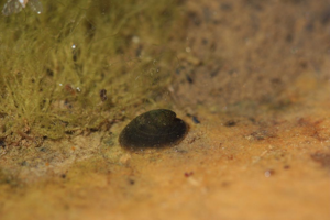 Patelline des fleuves © Damien Combrisson - Parc national des Ecrins