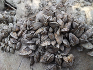 Moule zébrée © Damien Combrisson - Parc national des Ecrins