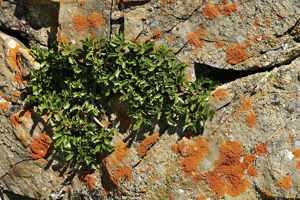 Nerprun nain © Mireille Coulon - Parc national des Ecrins