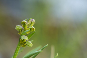 Chaméorchis des Alpes, Orchis des Alpes, Orchis nain, Herminie des Alpes © Thierry Maillet - Parc national des Ecrins