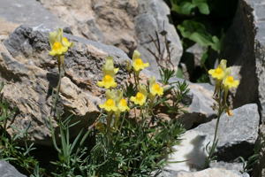 Linaire couchée © Marie-Geneviève Nicolas - Parc national des Ecrins
