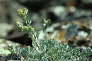 Genépi blanc, Genépi jaune © Cédric Dentant - Parc national des Ecrins