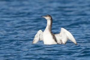 Plongeon arctique (Savines-le-lac - 20 février 2017) © Pascal Saulay - Parc national des Ecrins