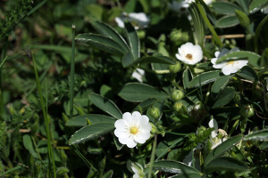 Potentille blanche © Cédric Dentant - Parc national des Ecrins