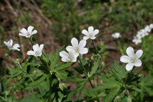 Géranium blanc, Géranium des ruisseaux © Marie-Geneviève Nicolas - Parc national des Ecrins