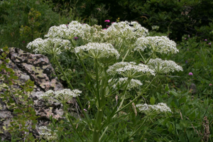 Pleurosperme d'Autriche © Marie-Geneviève Nicolas - Parc national des Ecrins