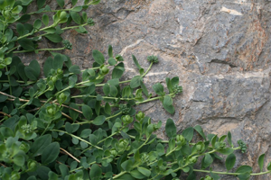 Téléphium d'Impérato © Marie-Geneviève Nicolas - Parc national des Ecrins