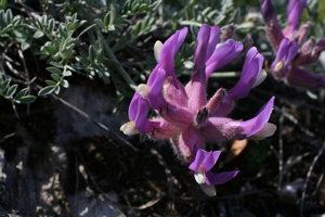 Astragale vésiculeux © Marie-Geneviève Nicolas - Parc national des Ecrins