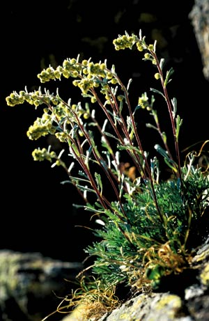 Génépi laineux © Parc national des Ecrins