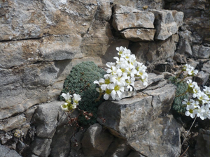 Saxifrage fausse diapensie © Marie-Geneviève Nicolas - Parc national des Ecrins