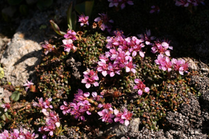 Saxifrage tronquée, Saxifrage à feuilles rétuses, Saxifrage valdôtaine © Marie-Geneviève Nicolas - Parc national des Ecrins