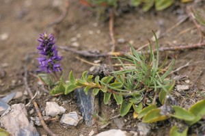 Véronique d'Allioni © Bernard Nicollet - Parc national des Ecrins