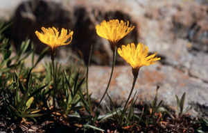 Léontodon de Suisse © Parc national des Ecrins