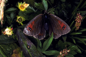 Moiré lustré (Le), Moiré arverne (Le) © Jean-Marie Gourreau - Parc national des Ecrins