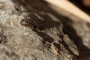 Glomeris valesiaca © Thierry maillet - Parc national des Ecrins
